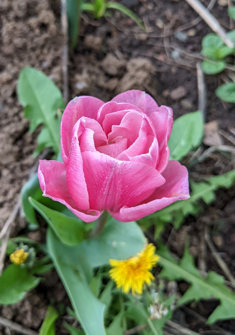 One of our few tulips that have bloomed.