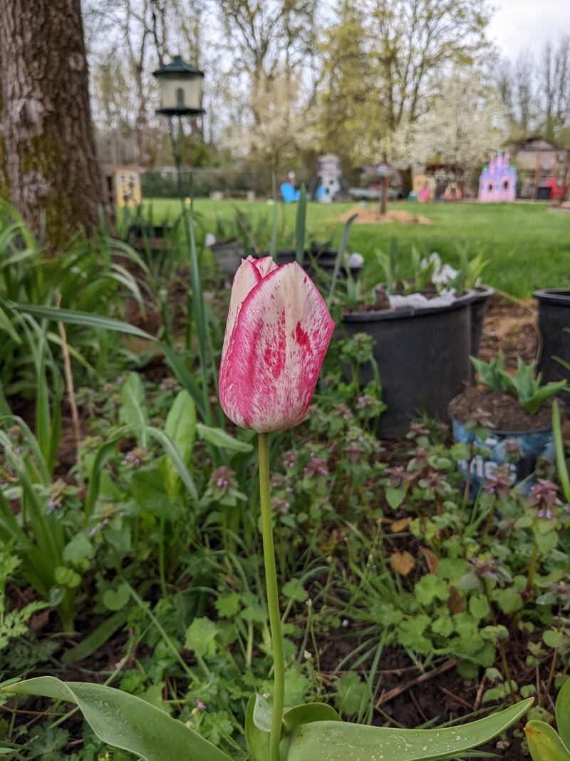 One of the few tulips that have bloomed.