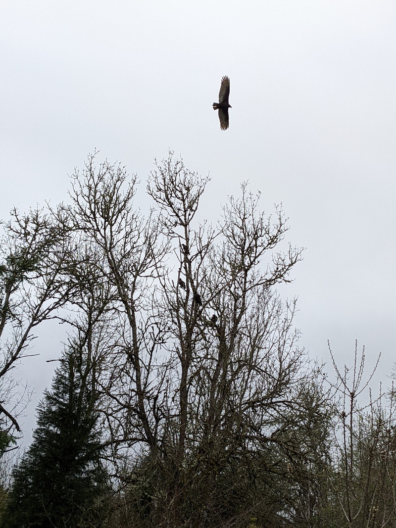 Turkey vulture flying out of the tree.