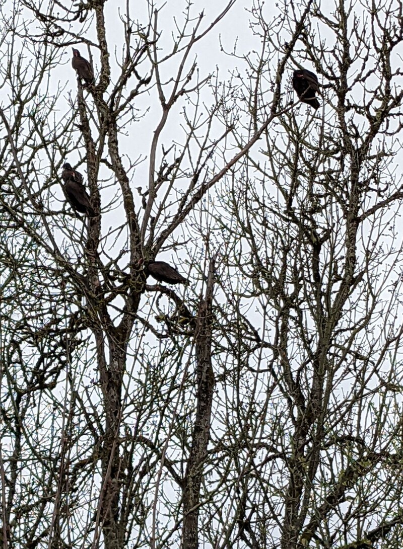 Turkey vultures in the trees.