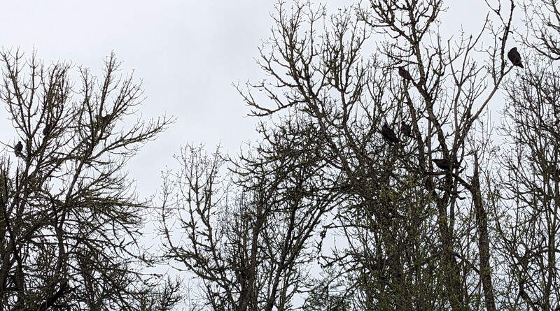 Turkey vultures in the trees.