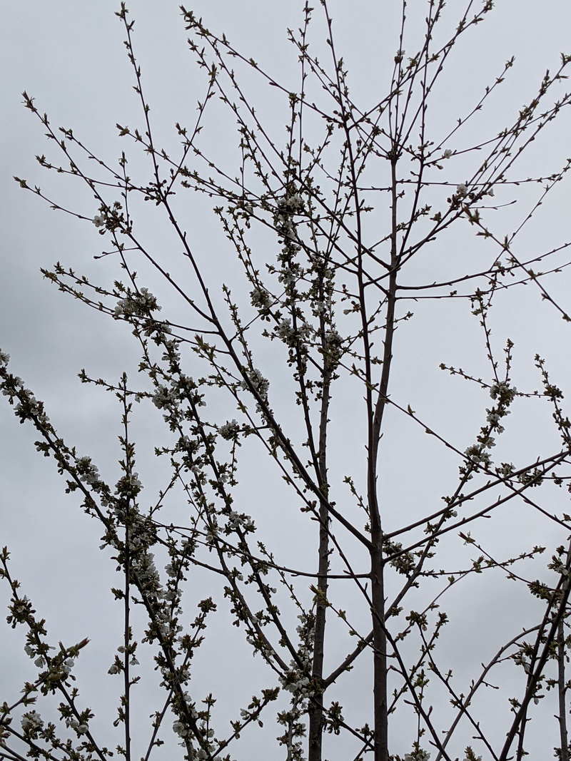 Cherry tree in bloom.