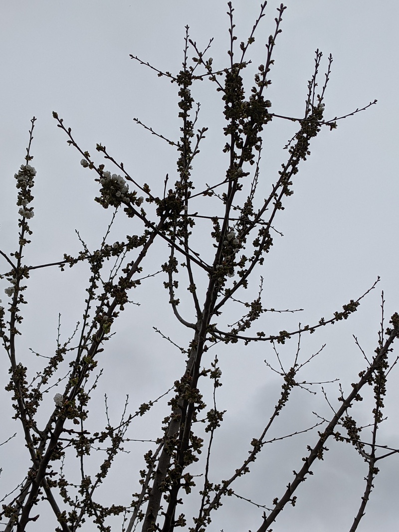 Cherry tree in bloom.