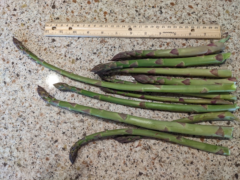 Asparagus from our garden.