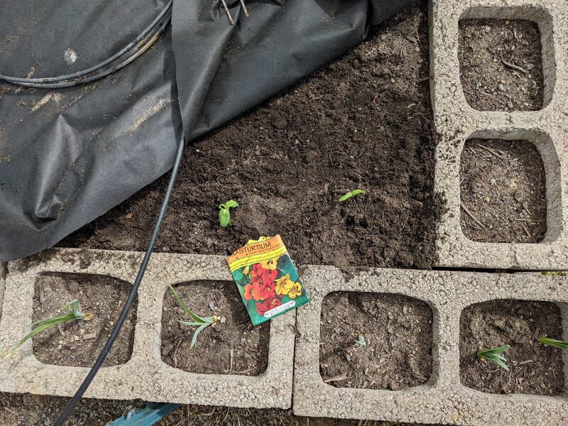 Nasturtiums, sunflowers, and cucumbers were planted.