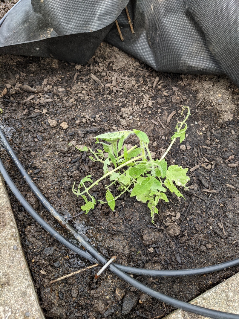 The tomato plant got squished by the fabric.