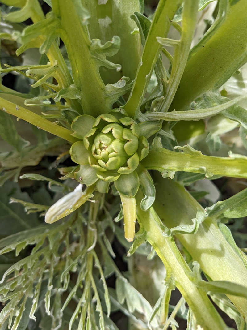 Baby artichoke is coming along.