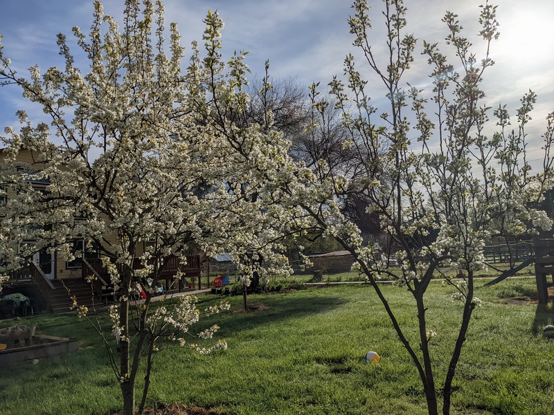 Two Asian pear trees in the picnic area in bloom.