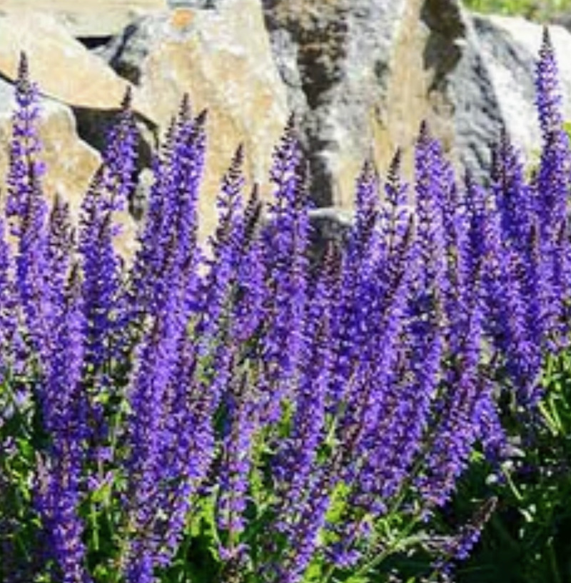 Salvia that came in the mail was planted on Saturday. Hopefully it will look like this.