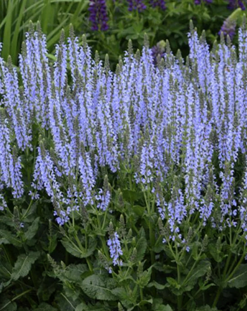 Salvia that came in the mail was planted on Saturday. Hopefully it will look like this.