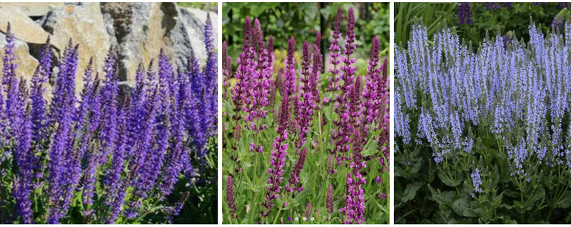 Three colors of salvia that were planted this year. Two each.