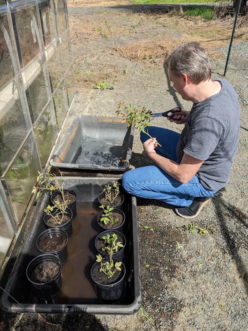 Joseph trimming the rose cuttings before