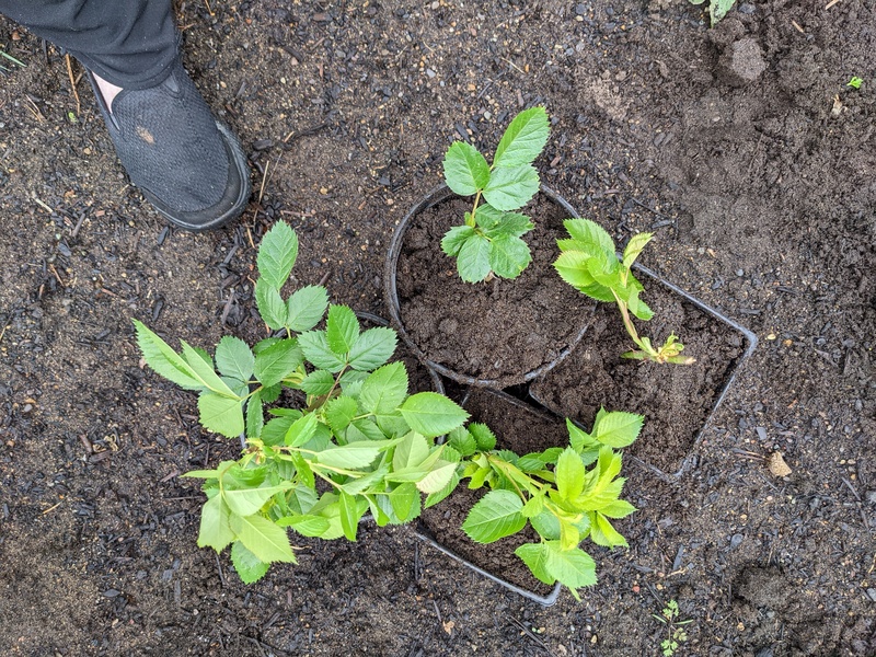 Started rose cuttings. 4/100