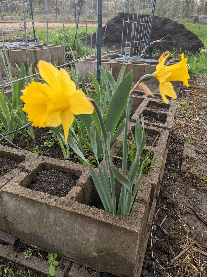 Daffodils planted in February in the Waffle.