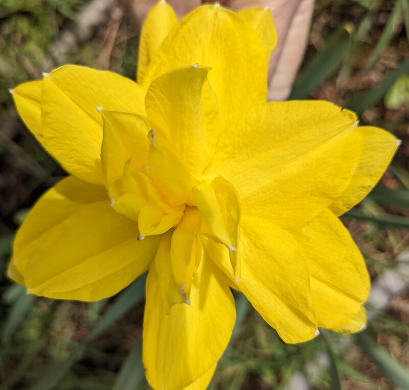 Daffodils