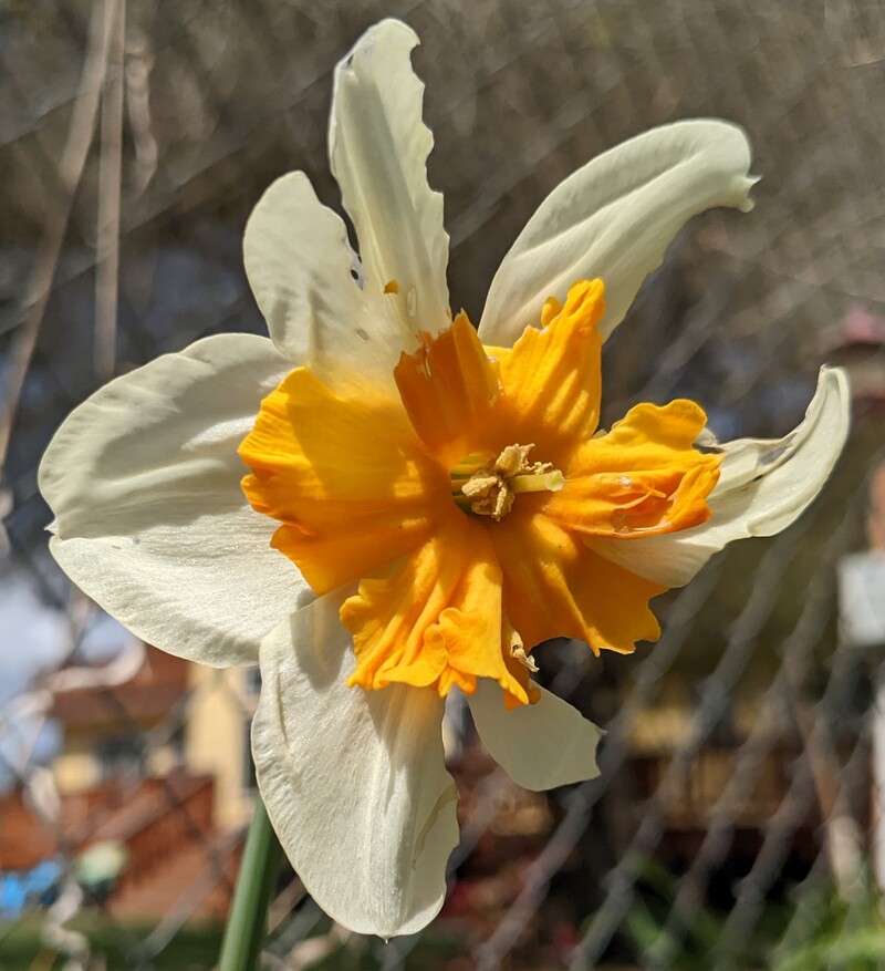 Daffodils