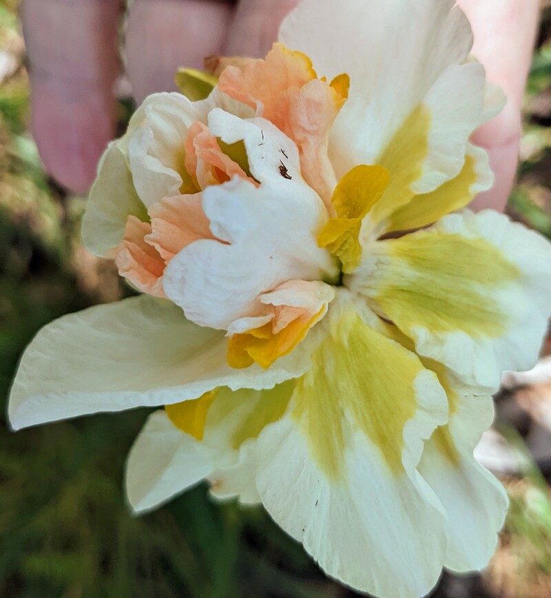 Daffodils