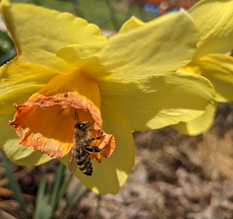 Daffodils and bee