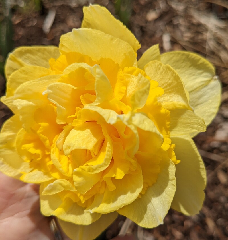 Daffodils