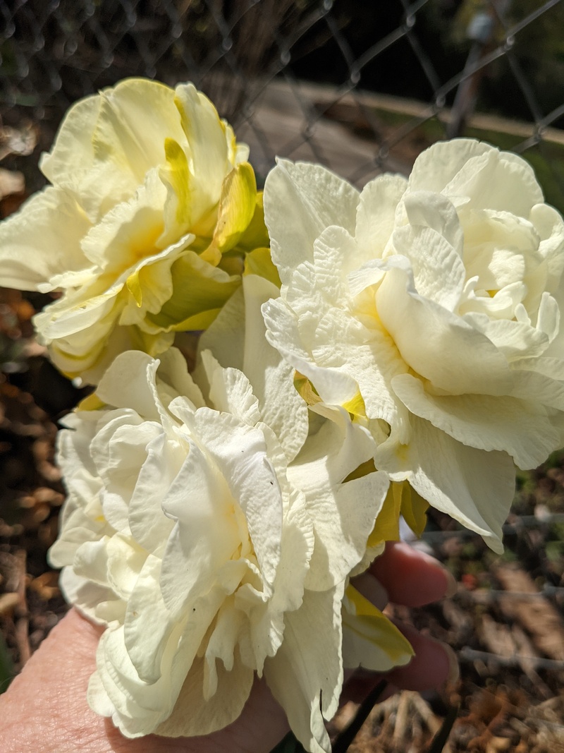 Daffodils