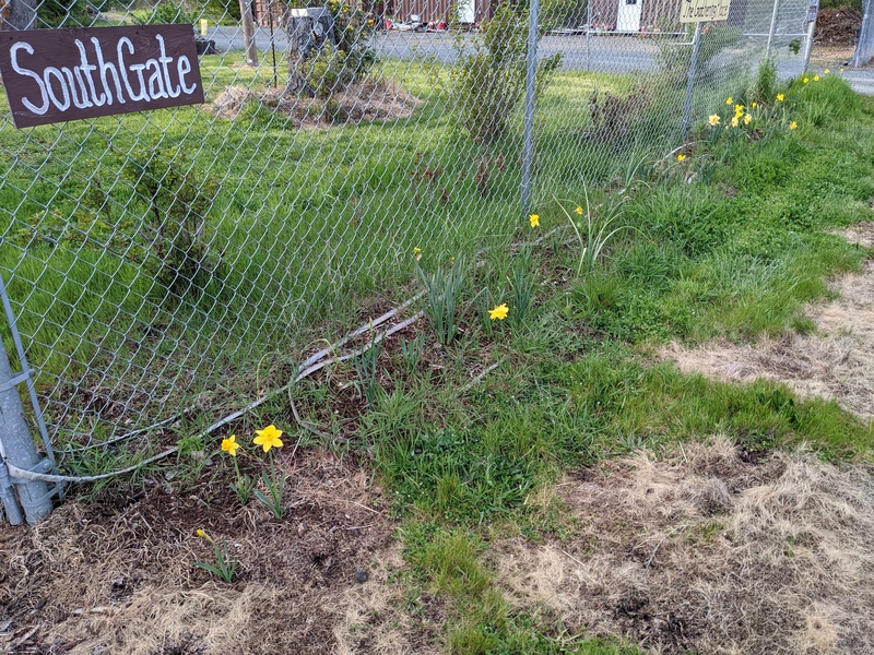 New daffodils between the gates.