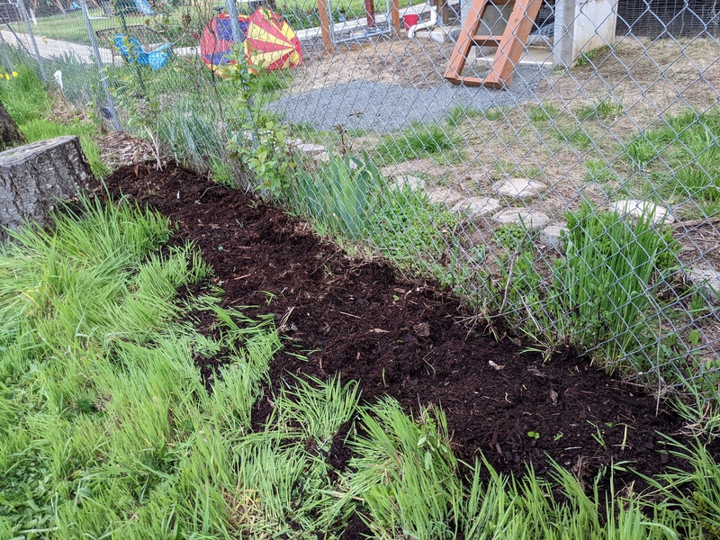 East fence where I weeded and planted gladiolas from Nancy!