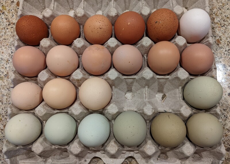 New daily record of eggs - 22.