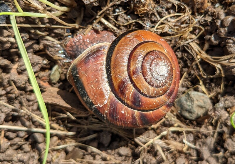 Pacific Sideband snail.