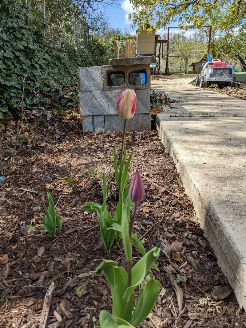 Sooner tulips are starting to turn and bloom.
