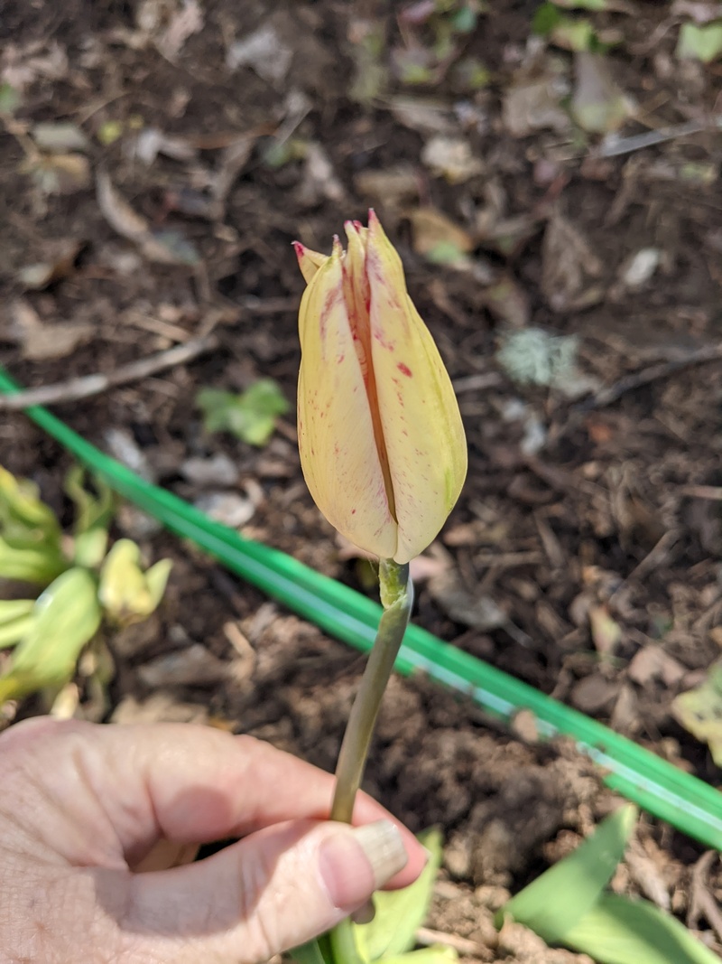 Then the poor tulip has trouble standing upright.