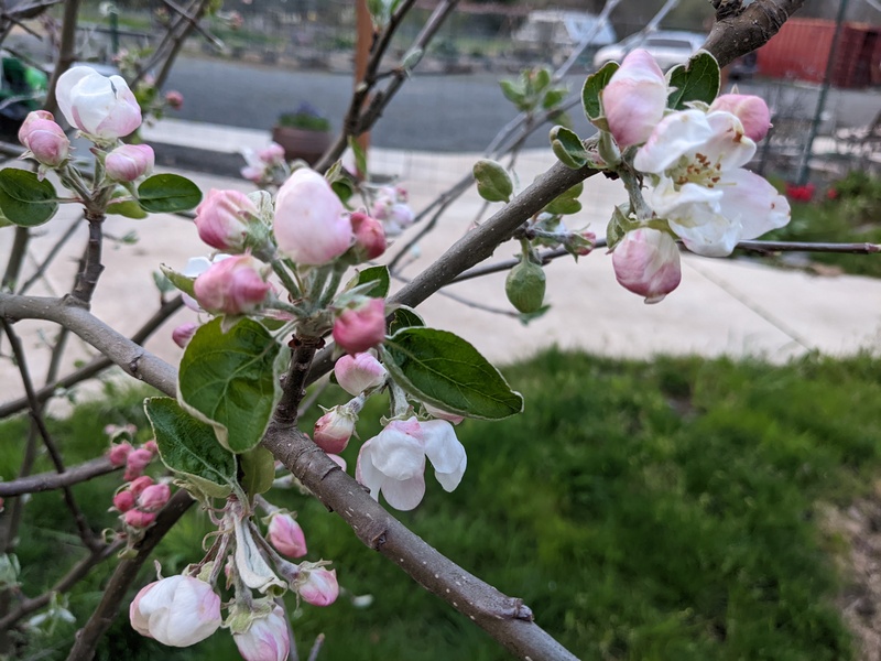 Yellow transparent apple blossoms.