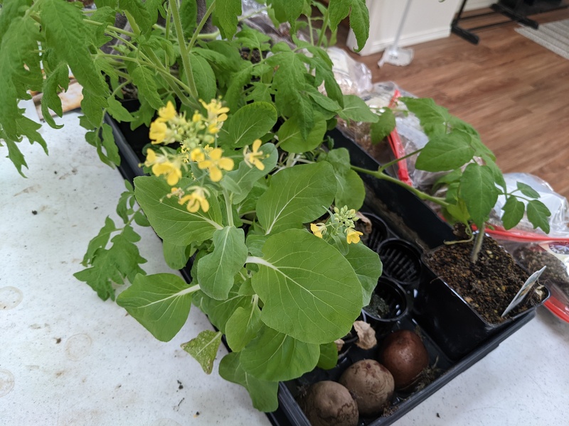 Bok choy going to seed. I took off all the blooms after the picture.