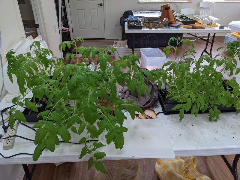 Tomato plants growing.