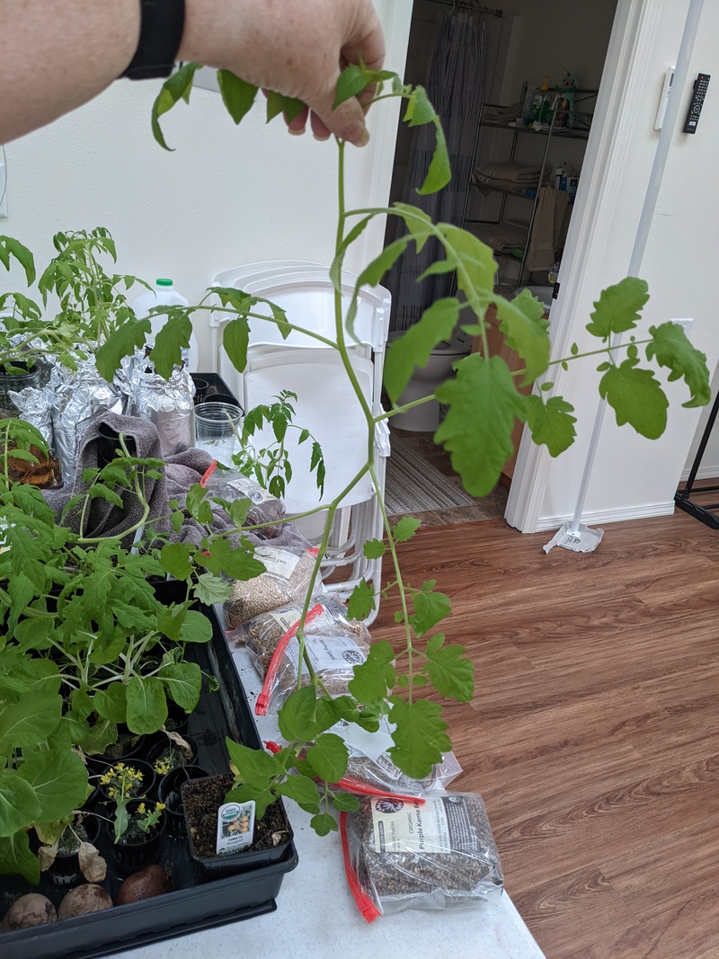 Tomato plants in 4 inch pot.