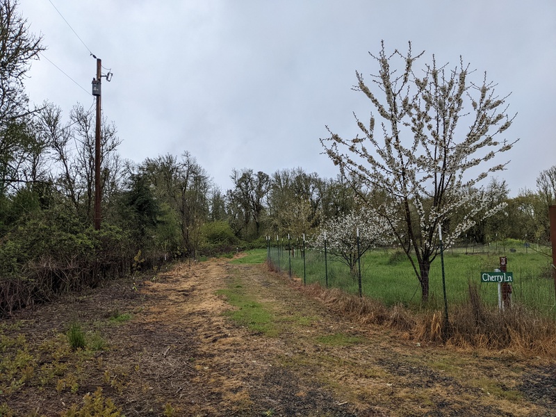 Cherry blossoms on the lane. Left side had only two trees with any blooms. One old and one new tree.