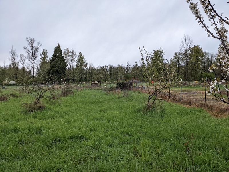 Trees blooming in the south orchard.