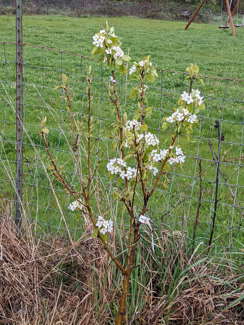 Pear tree on Cedar lane.