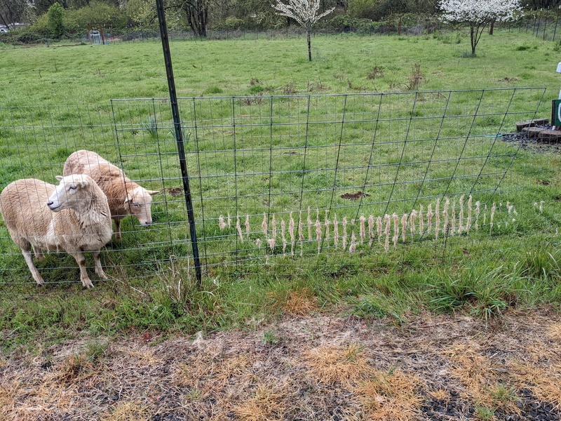 Sandy and Brownie are rubbing their hair off since it is spring.