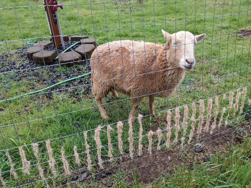 The sheep get patchy looking as they rub off hair.