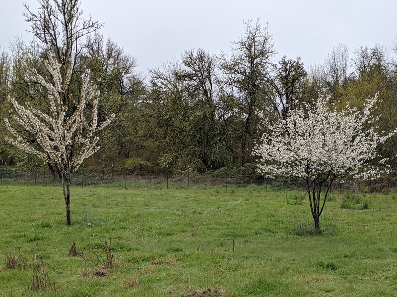 Two cherry trees in the middle pasture.