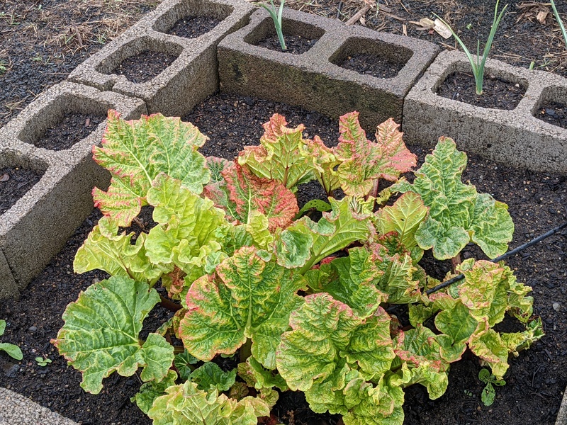 Rhubarb up for the third time this year.