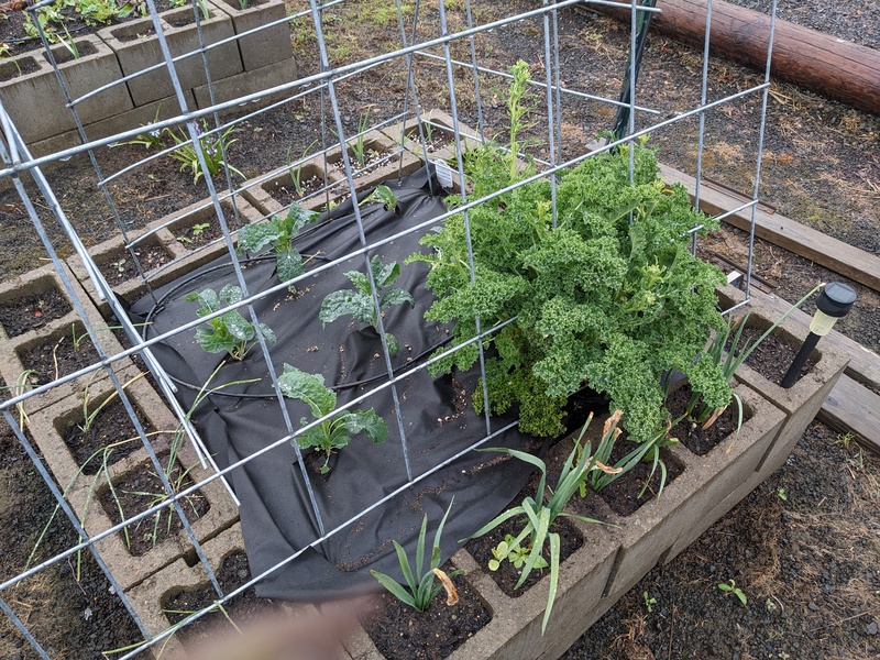 Kale. One old plant and the rest new.