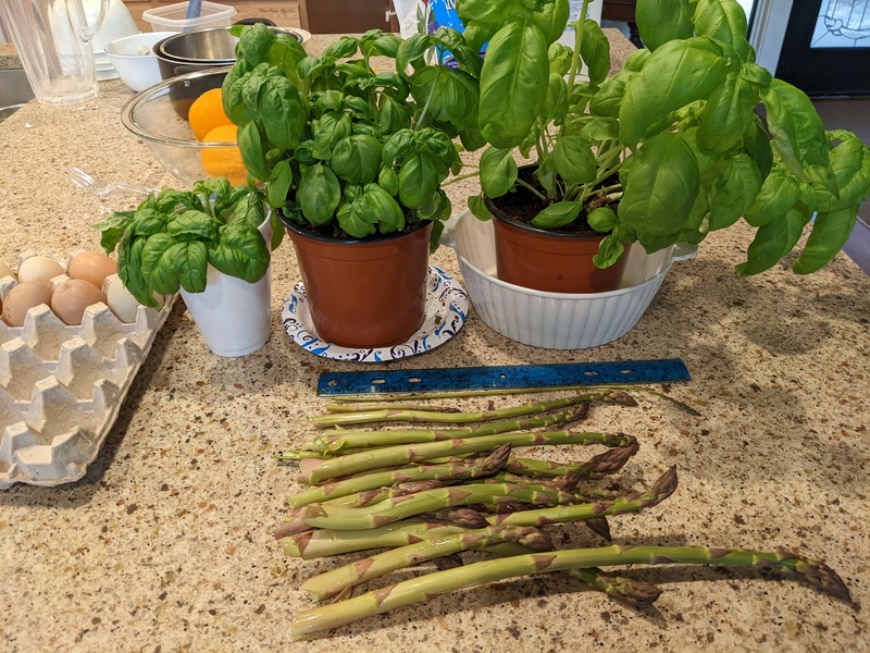 Basil and today's asparagus harvest.