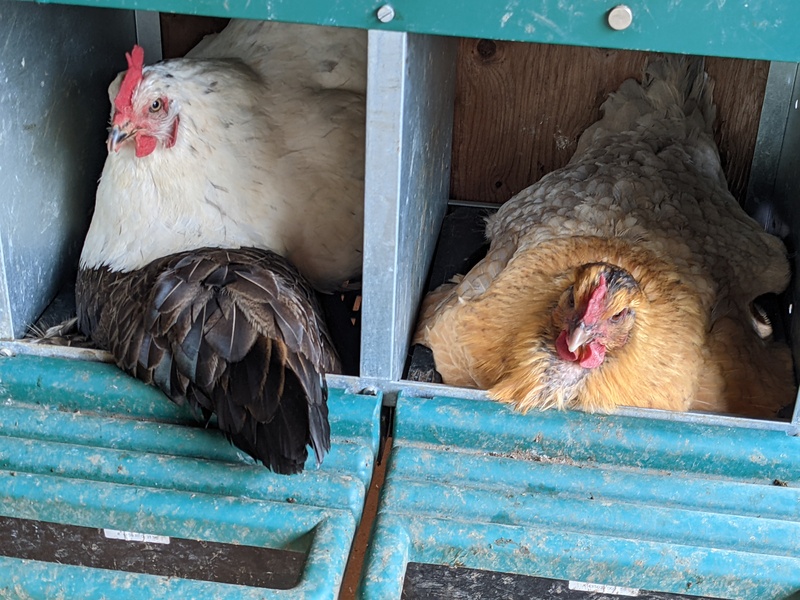 Double stacking hens and Toodles.
