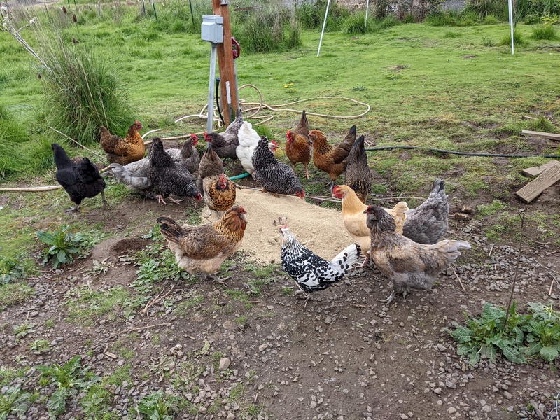 The hens are enjoying the garbage can of chicken feed.