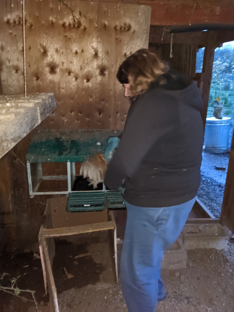 Lois is getting Toodles out of the nesting box.