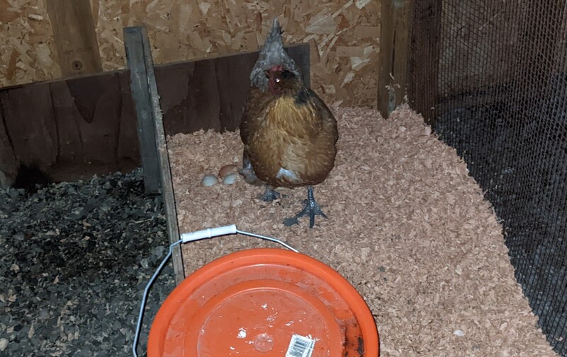 Toodles is in Chickery cell #1.
