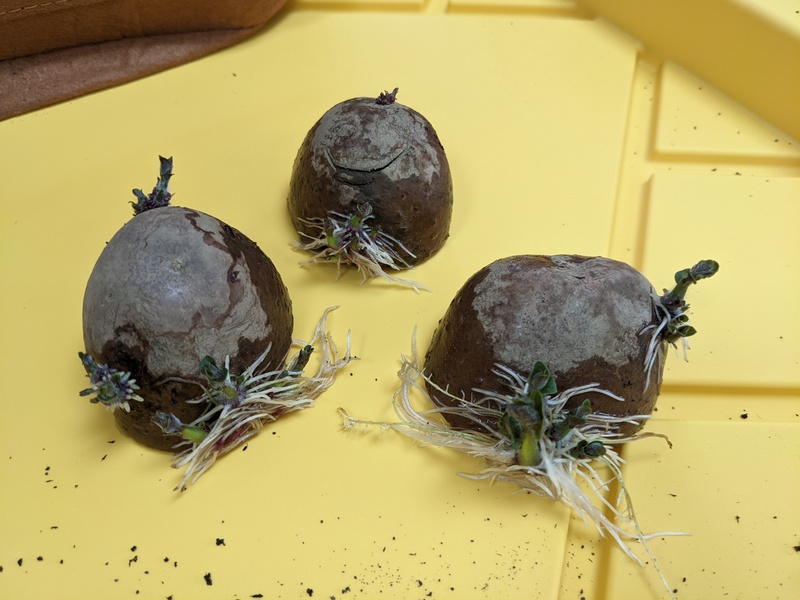 Purple potatoes are ready to plant after being in water.