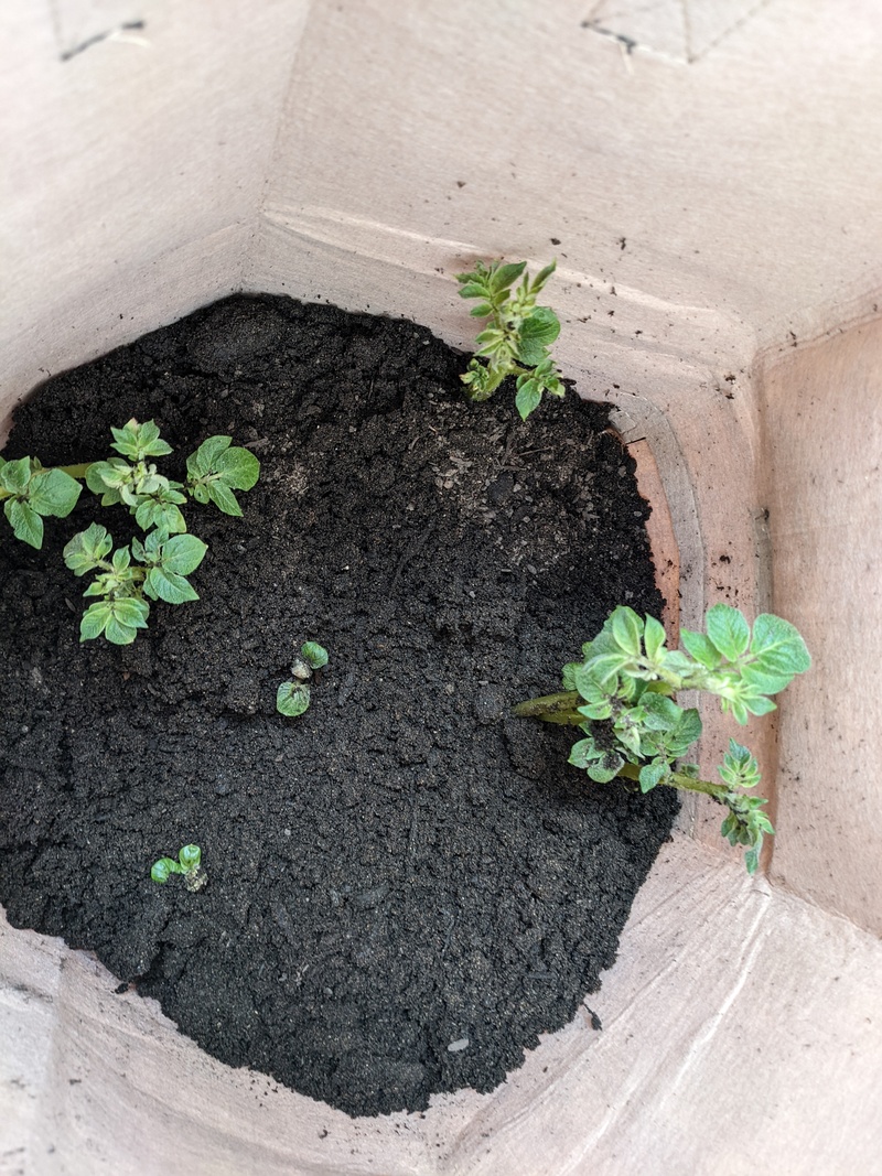 Yukon? Gold potatoes planted previously and got more dirt.