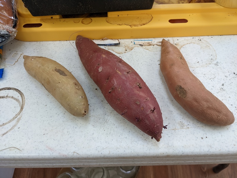 The yams and sweet potatoes aren't sprouting very fast.